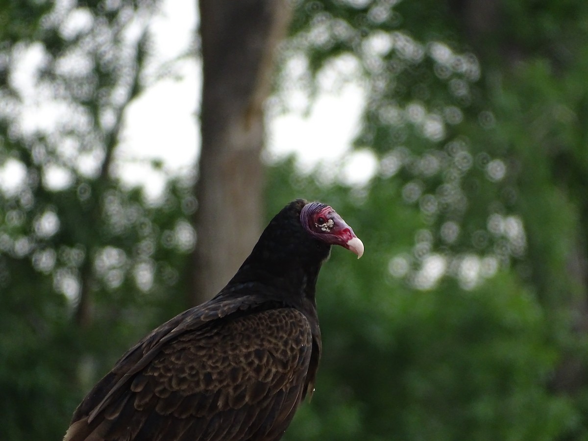 Turkey Vulture - ML620711960