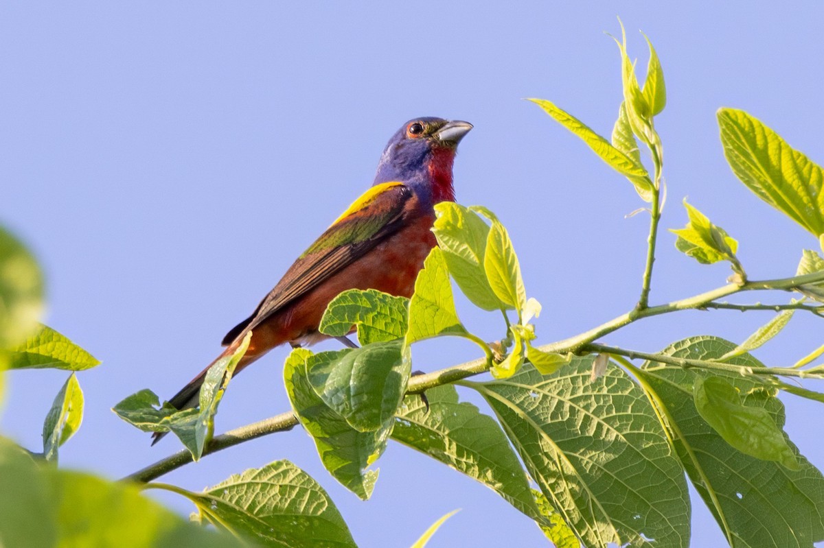 Painted Bunting - ML620711962