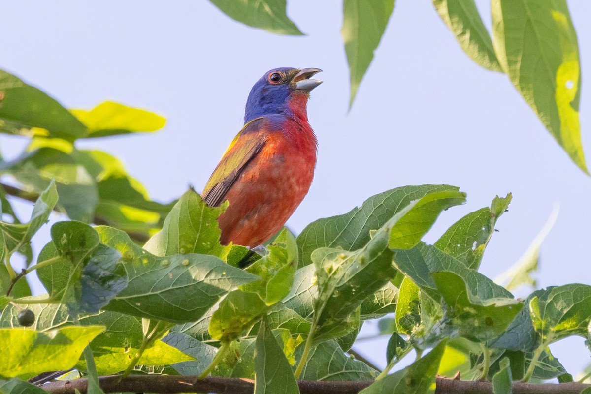 Painted Bunting - ML620711963