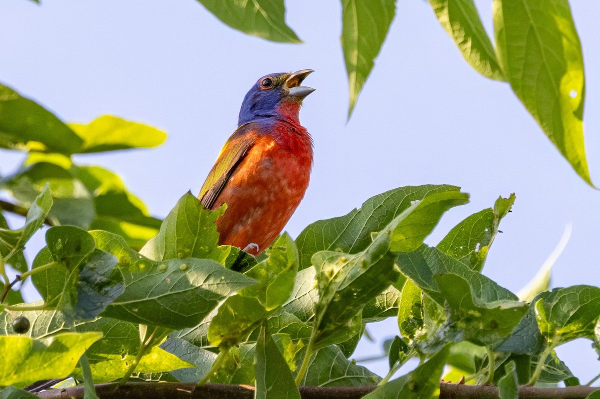 Painted Bunting - Sandy & Bob Sipe