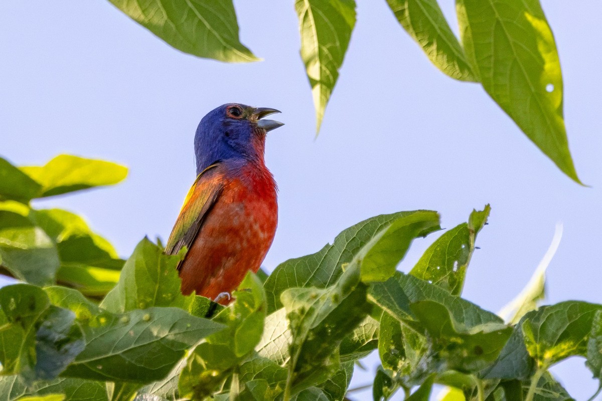 Painted Bunting - ML620711967