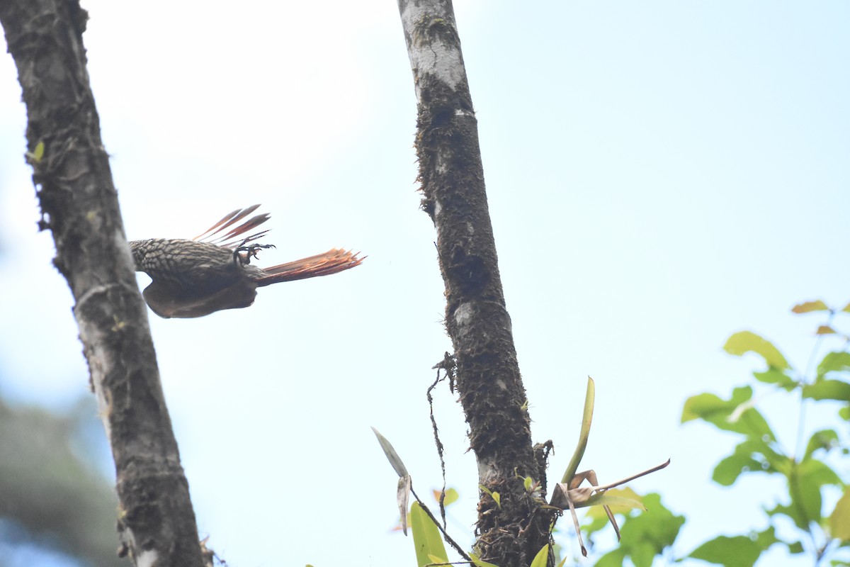 Black-striped Woodcreeper - ML620711968