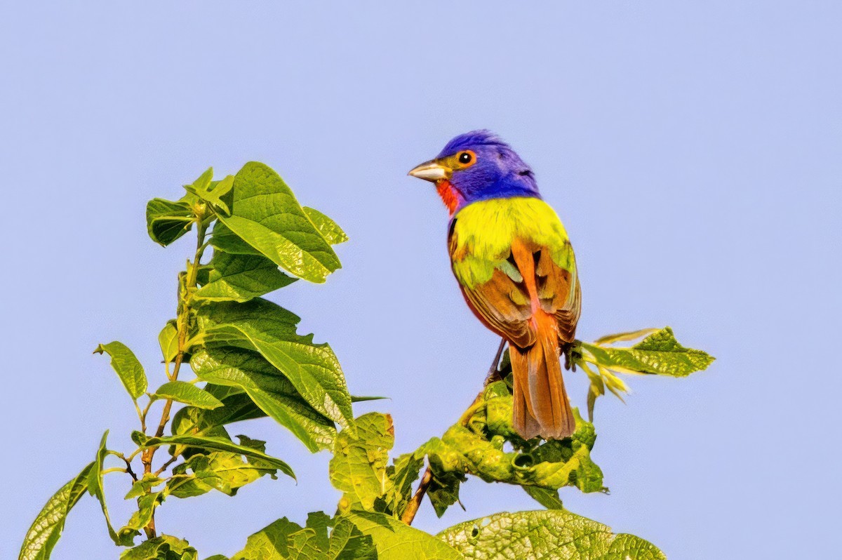 Painted Bunting - ML620711970