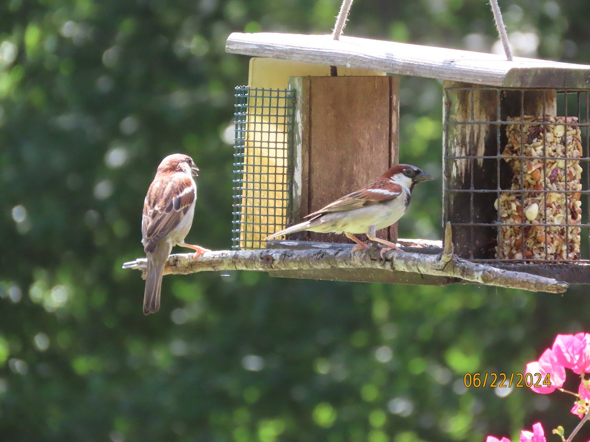 House Sparrow - ML620711973