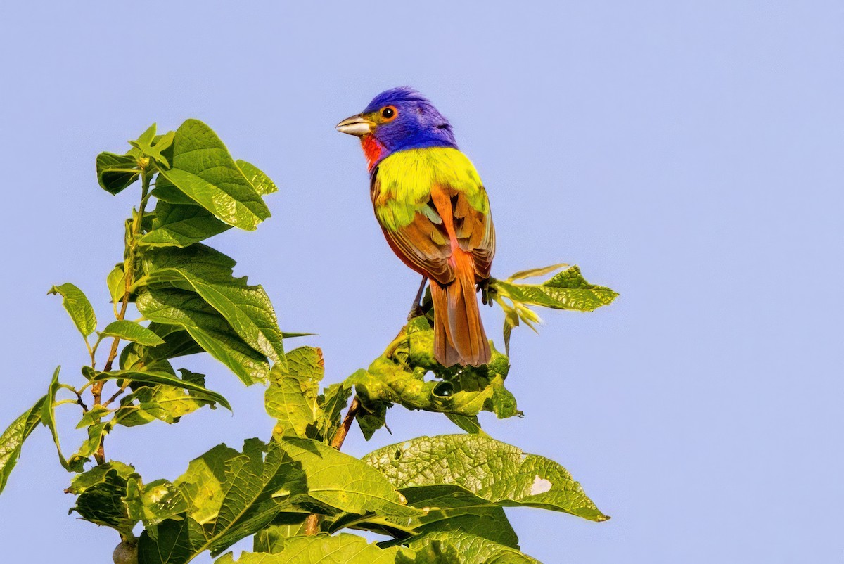 Painted Bunting - ML620711974