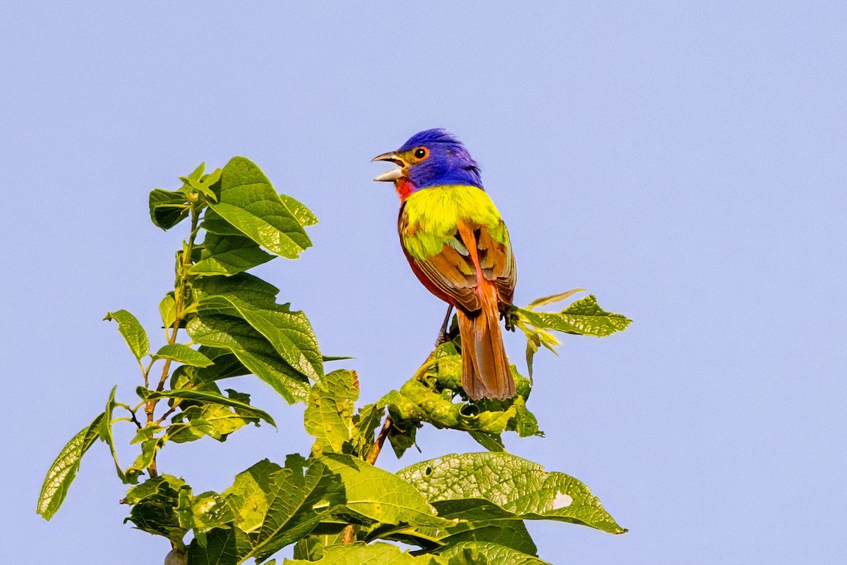 Painted Bunting - ML620711976