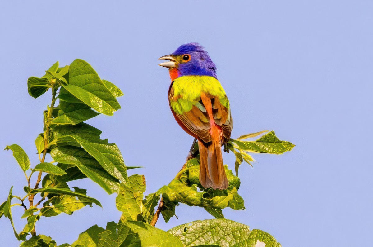 Painted Bunting - ML620711977