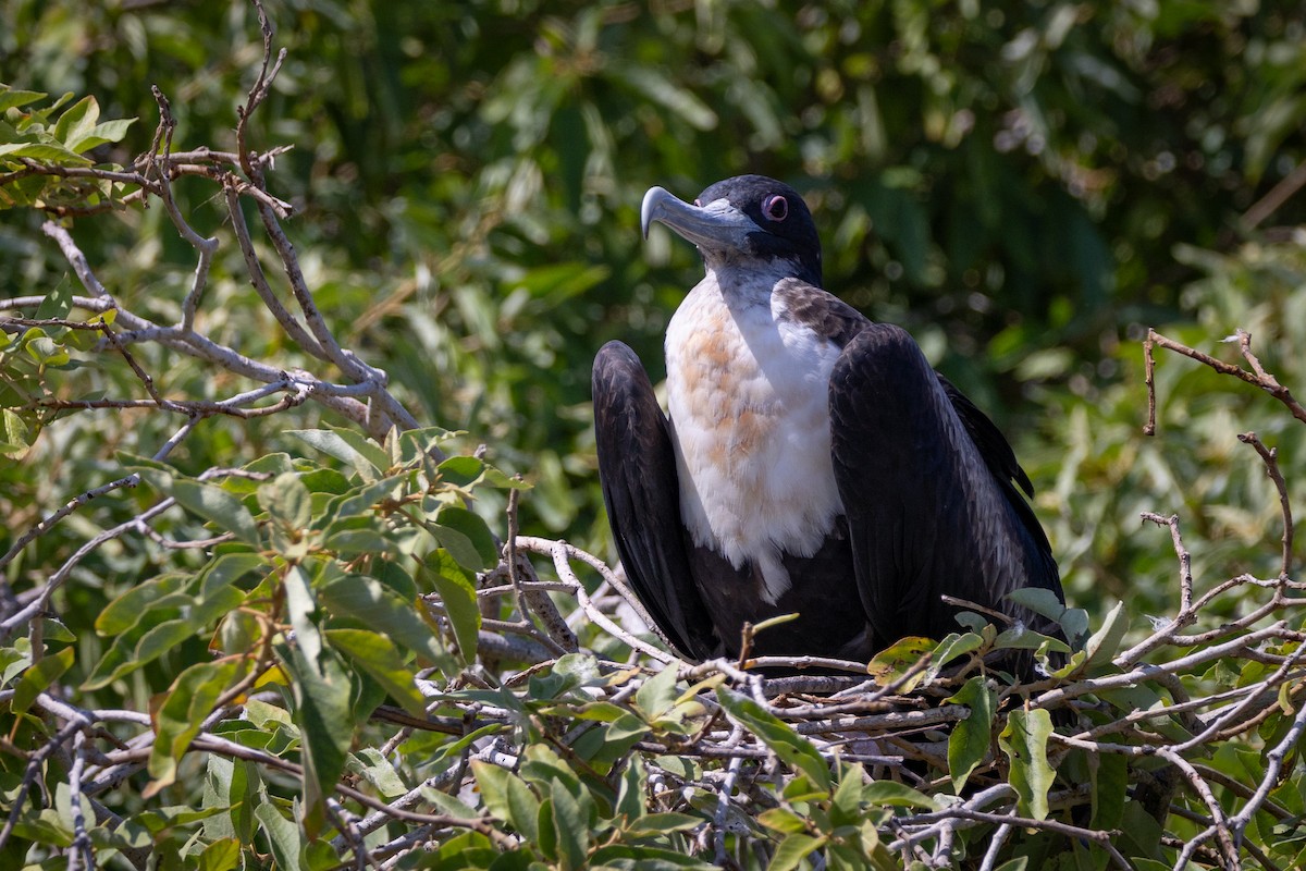 Great Frigatebird - ML620711979