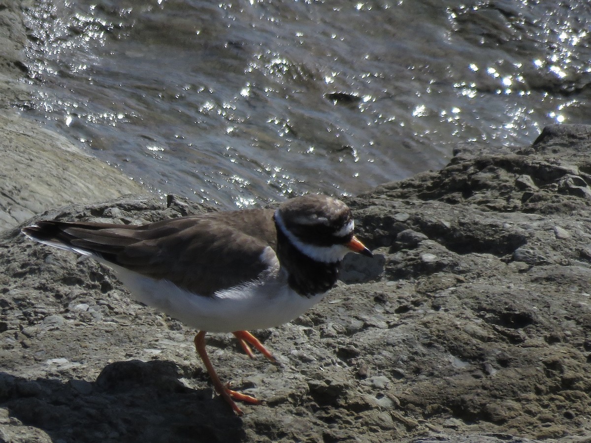 Common Ringed Plover - ML620711981