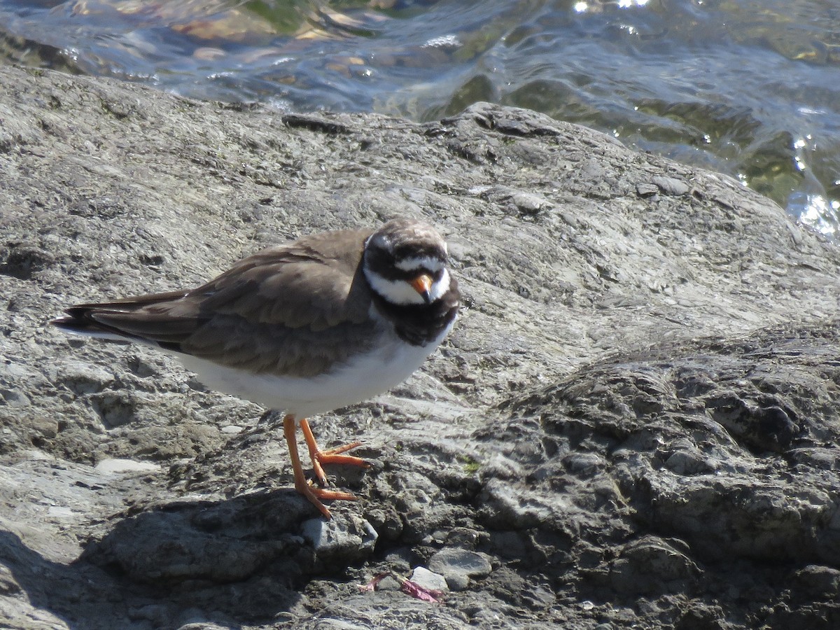 Common Ringed Plover - ML620711982