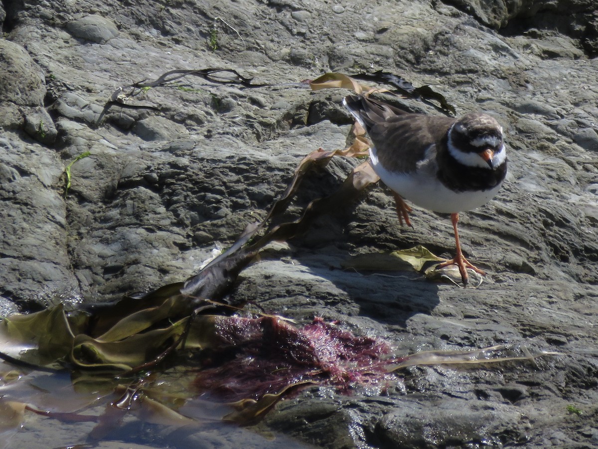 Common Ringed Plover - ML620711983