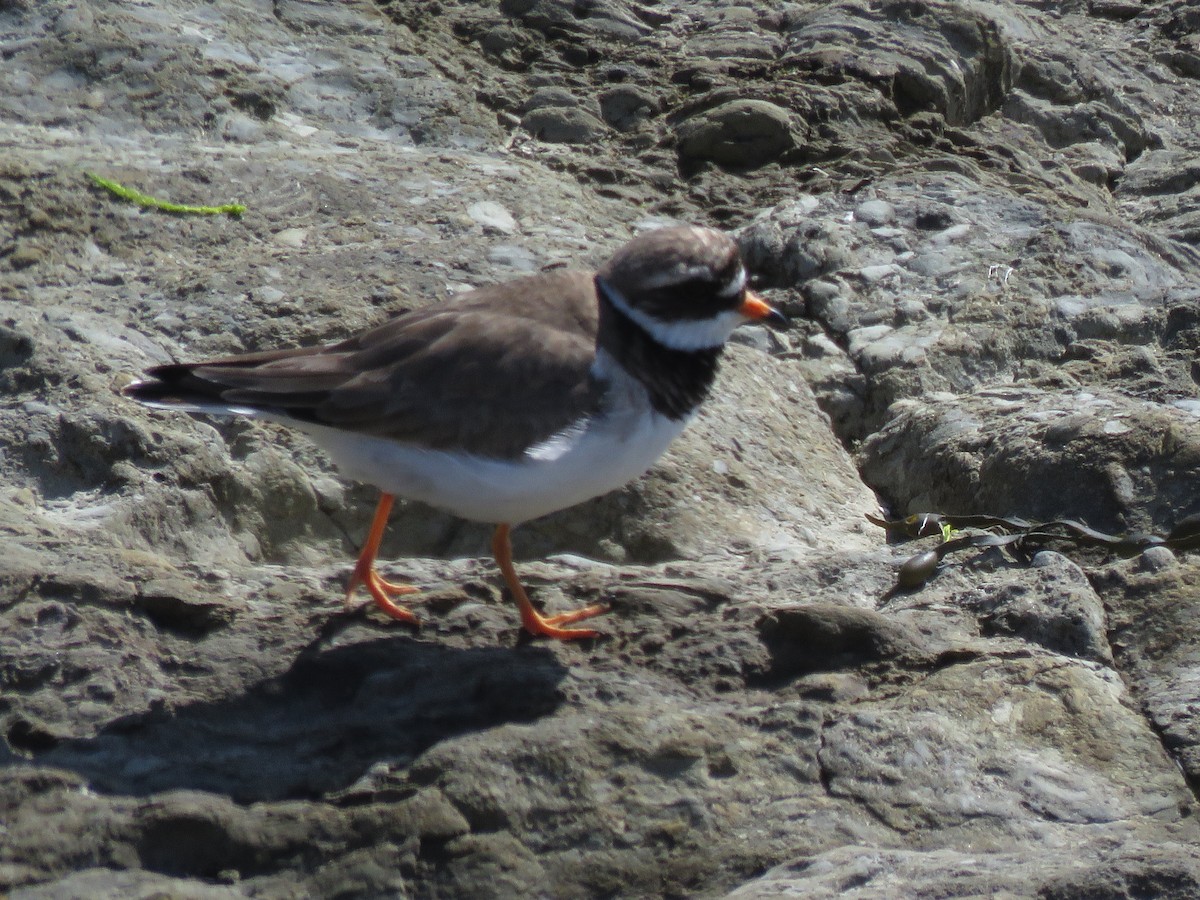 Common Ringed Plover - ML620711985