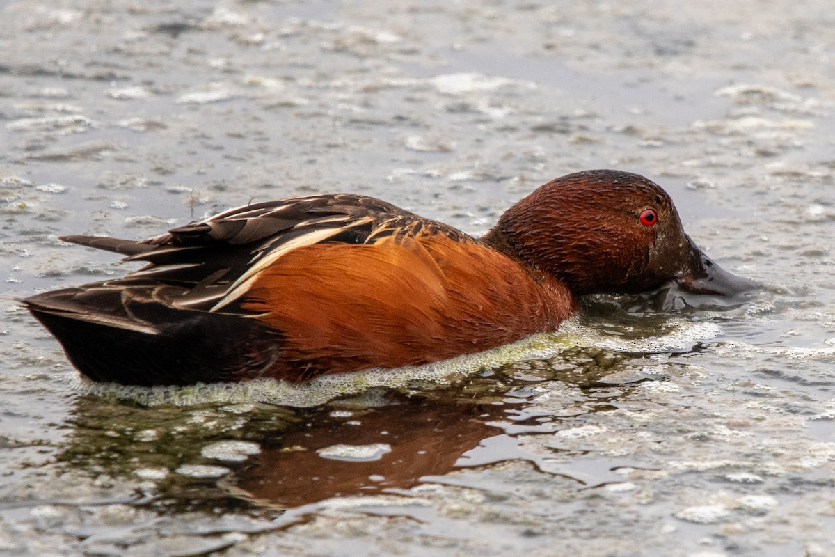 Cinnamon Teal - ML620711986