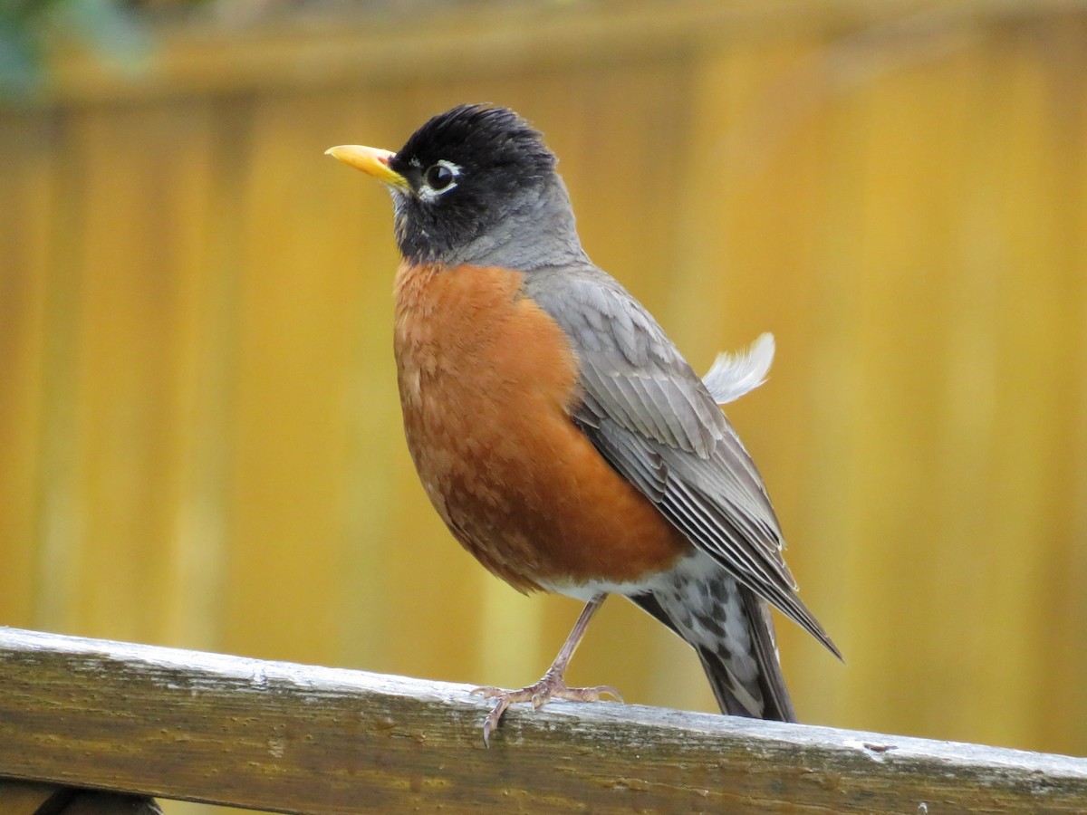 American Robin - ML620711988