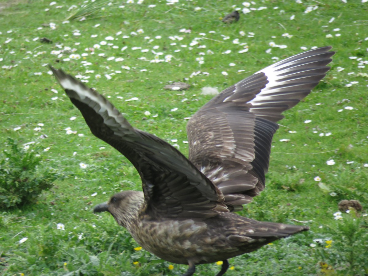 Great Skua - ML620711992