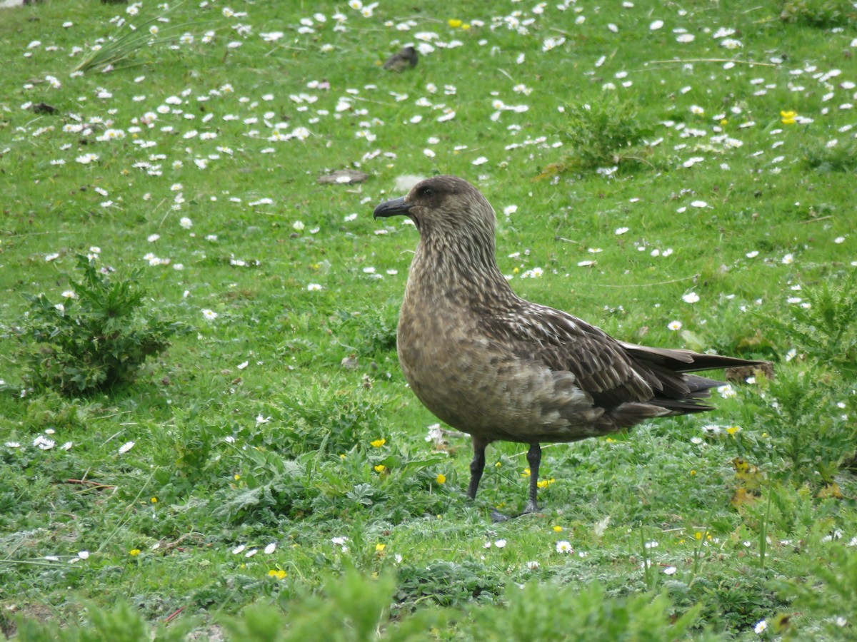 Great Skua - ML620711993