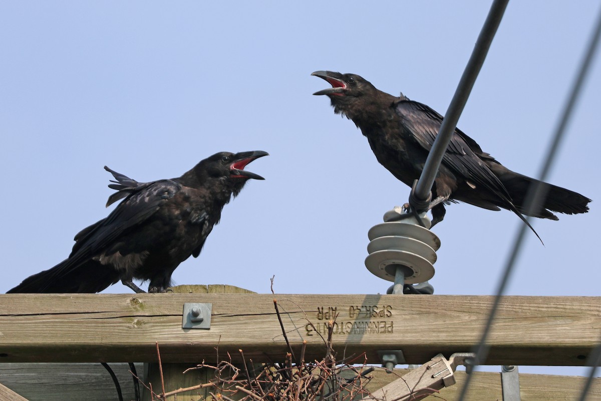 Common Raven - Corey Finger