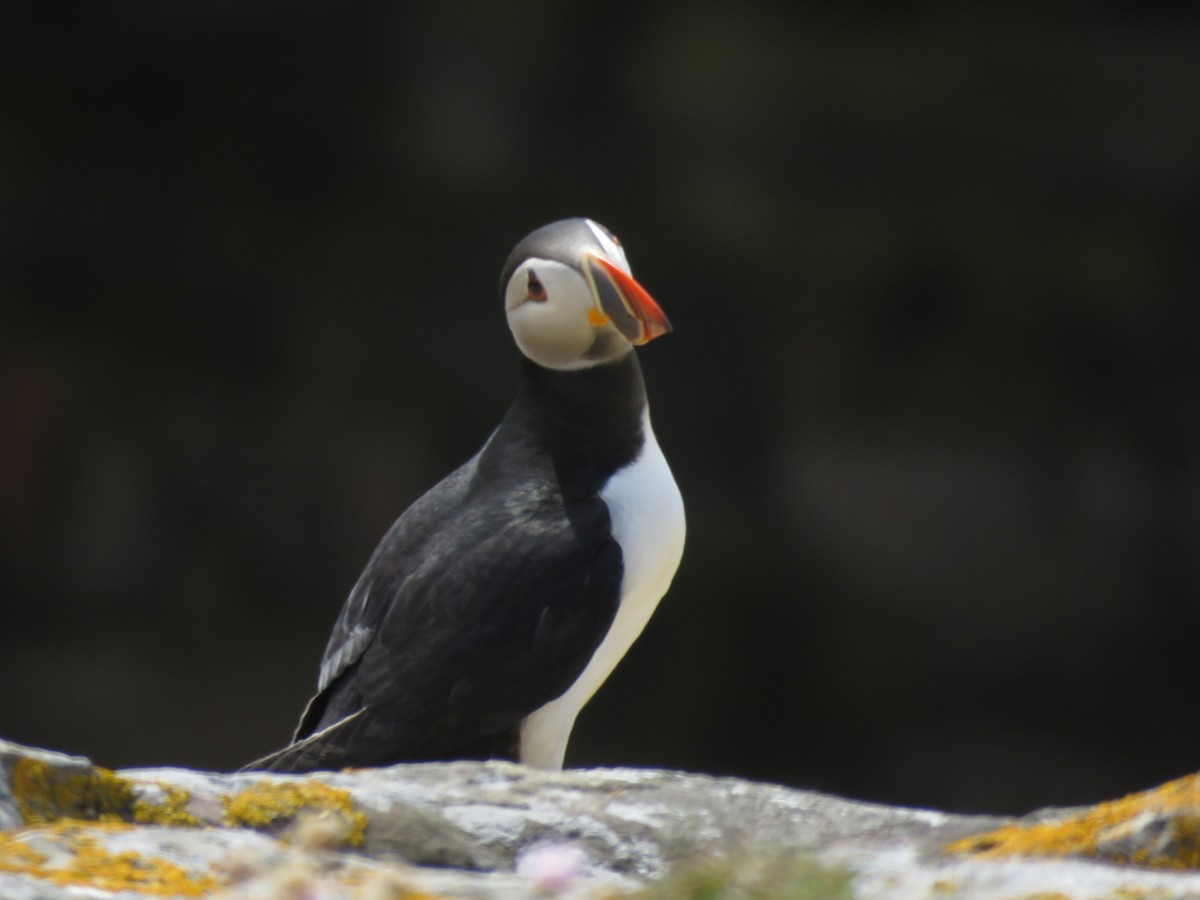 Atlantic Puffin - ML620711999