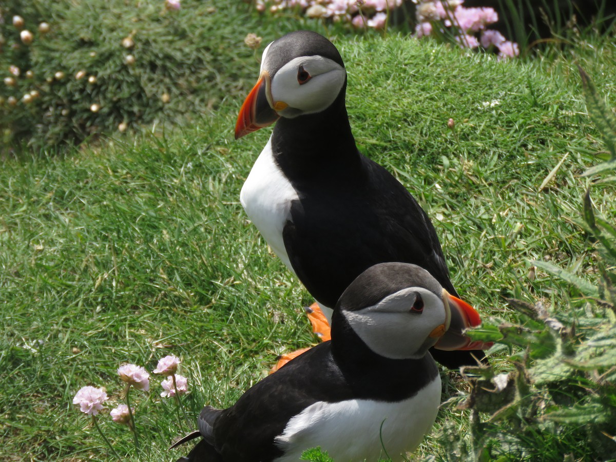 Atlantic Puffin - ML620712000