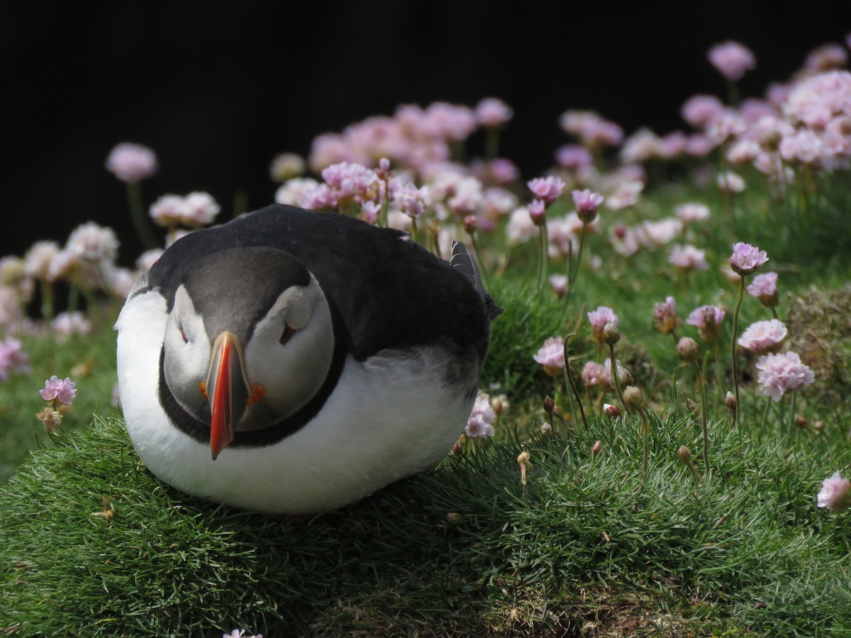 Atlantic Puffin - ML620712001