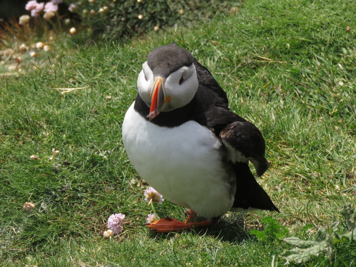 Atlantic Puffin - ML620712002