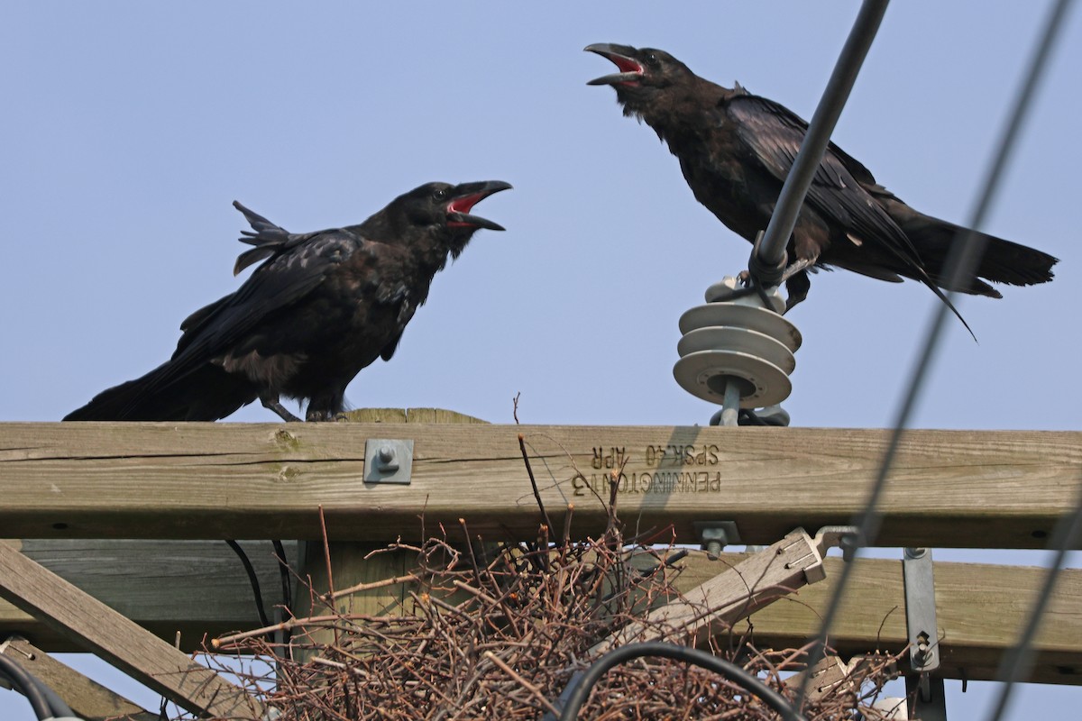 Common Raven - ML620712003