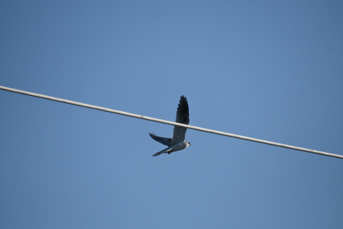 White-tailed Kite - ML620712004