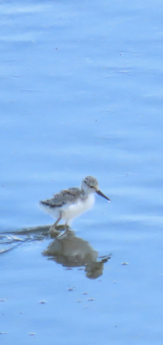 Black-necked Stilt - ML620712005