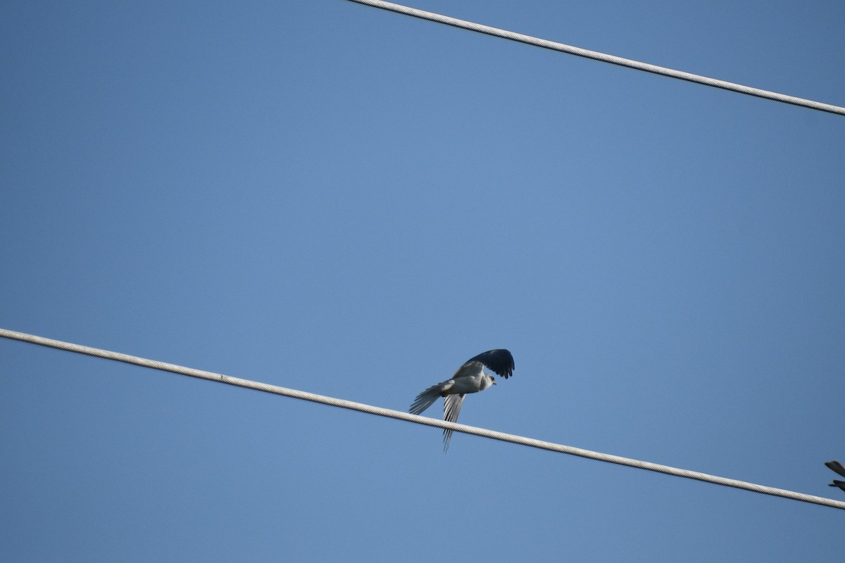 White-tailed Kite - ML620712012