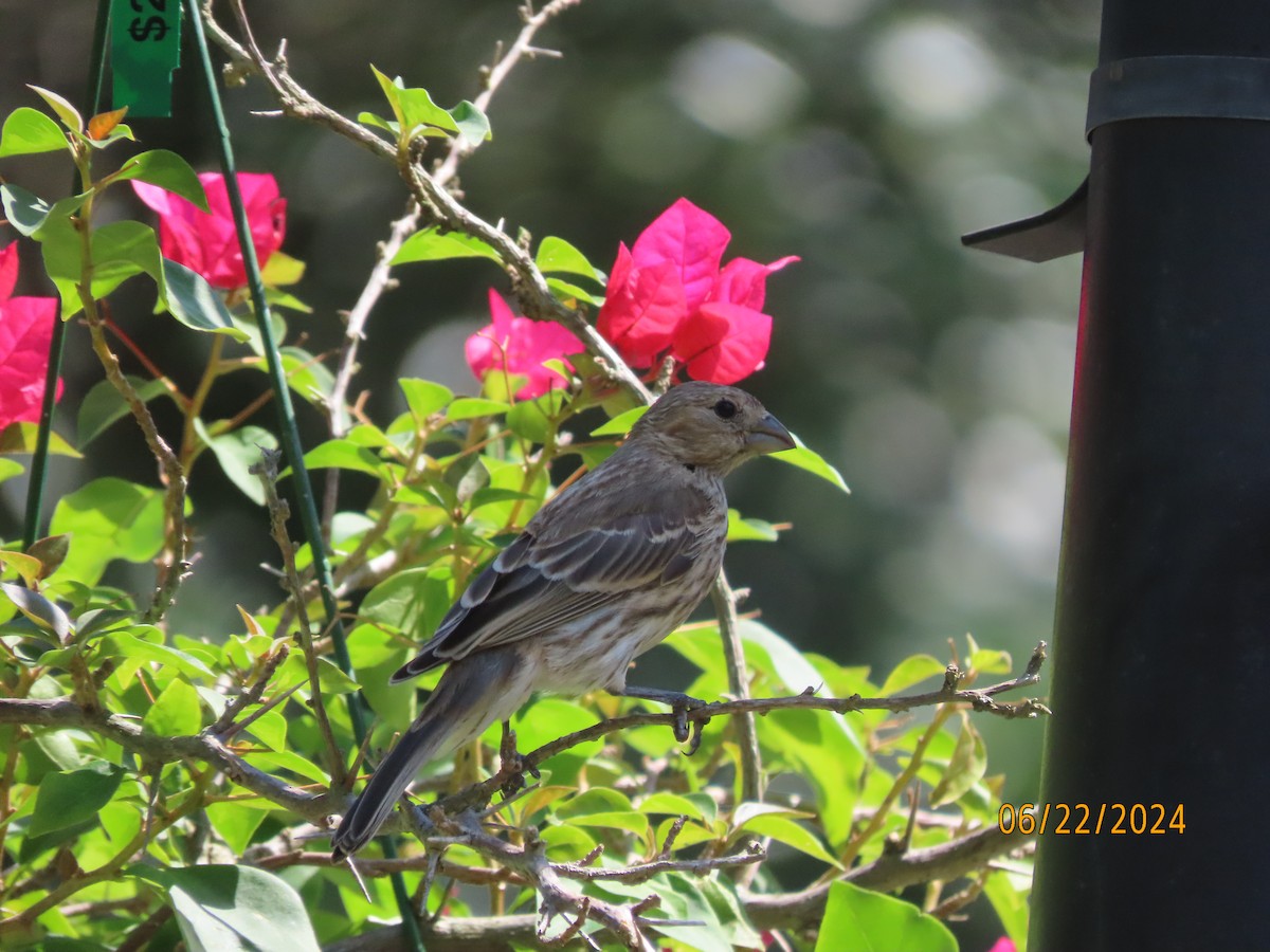 House Finch - ML620712015