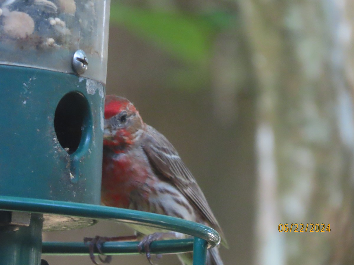 House Finch - ML620712016