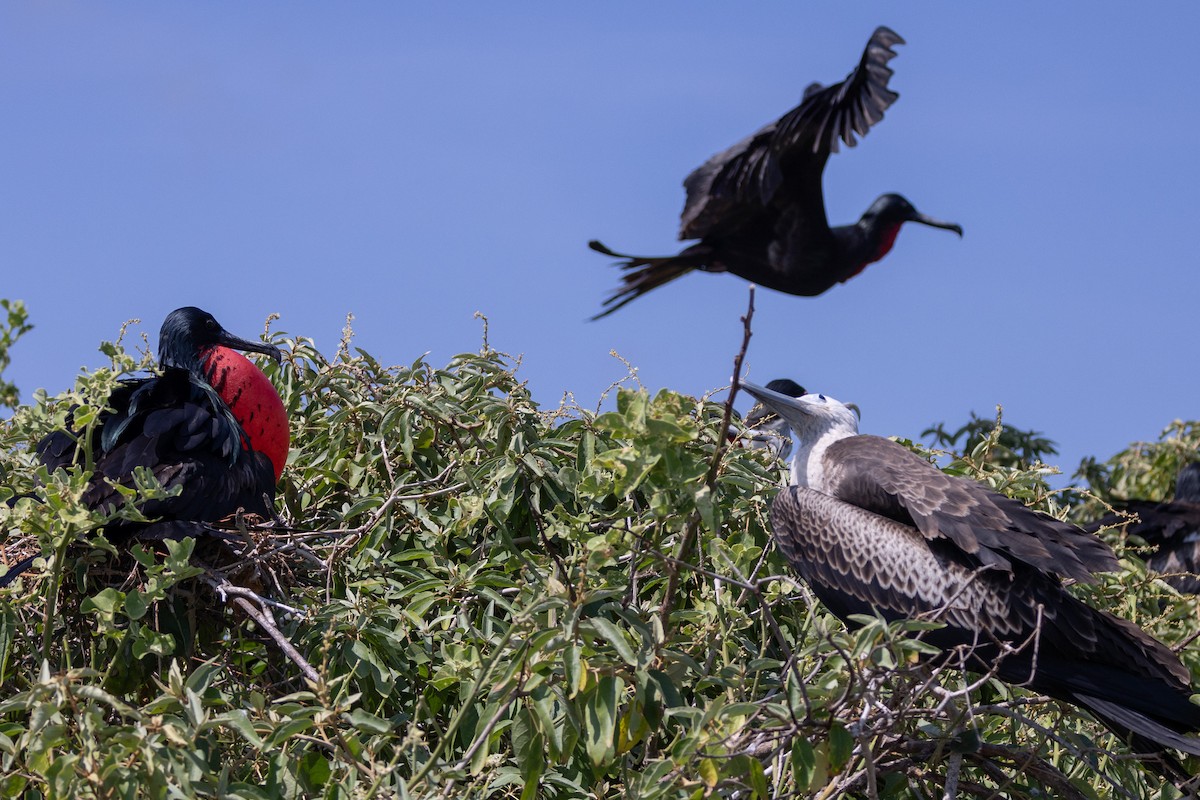 Magnificent Frigatebird - ML620712021