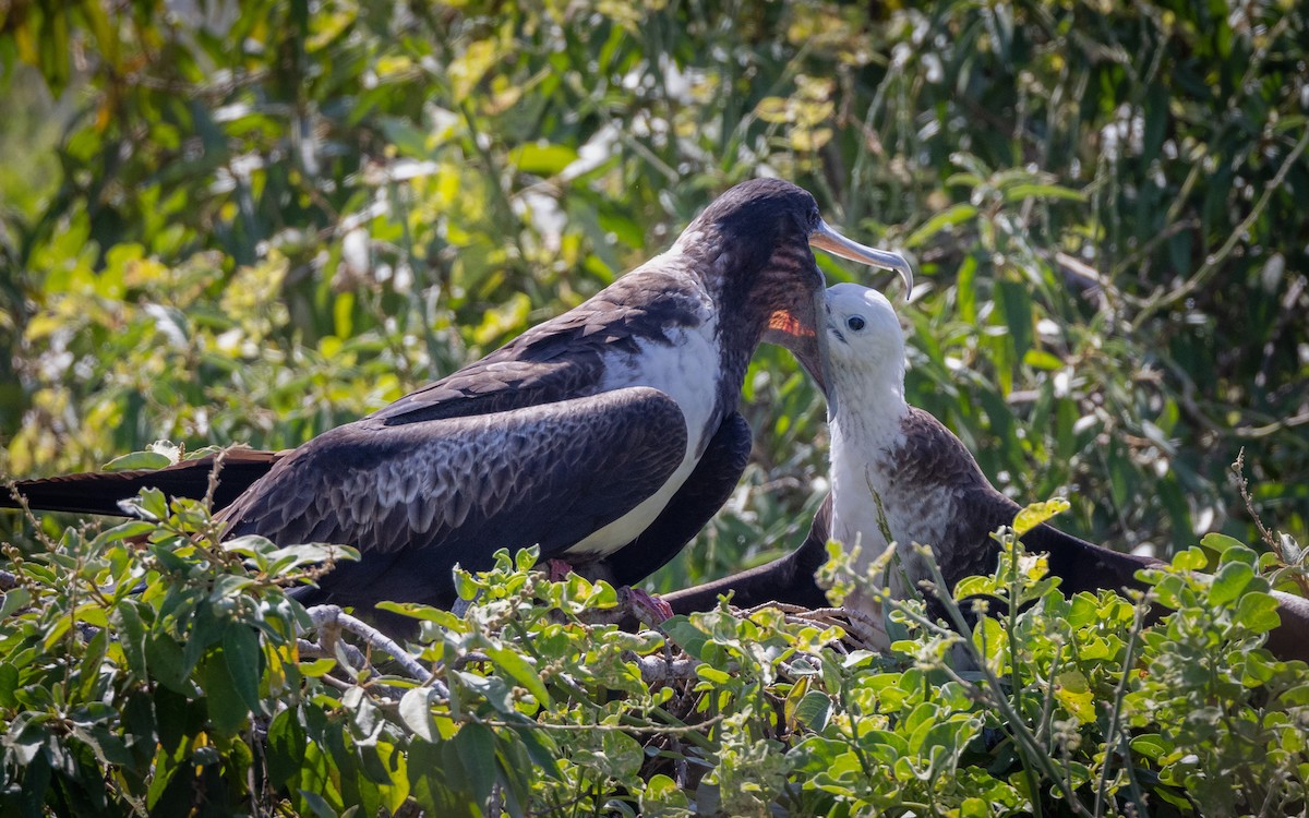 Magnificent Frigatebird - ML620712022