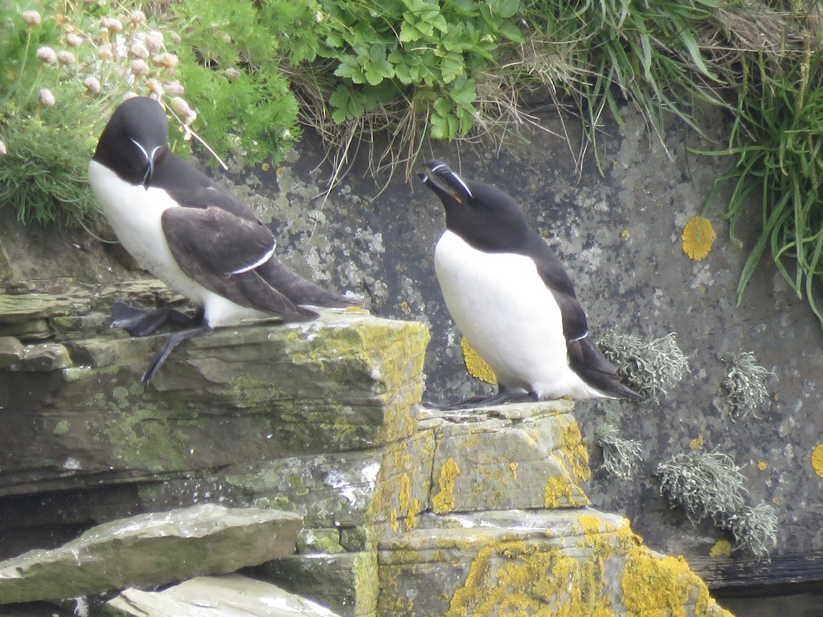 Razorbill - ML620712024