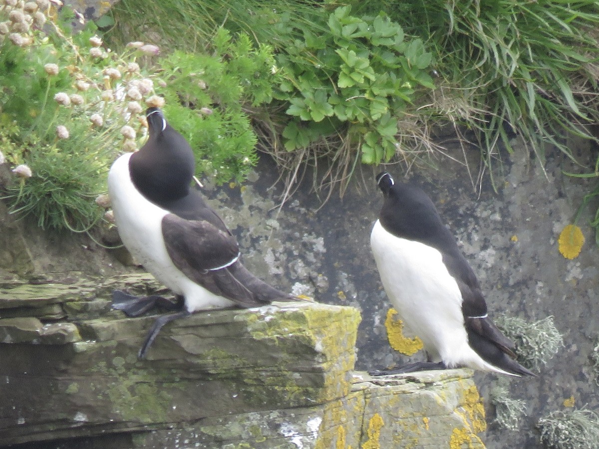 Razorbill - ML620712025