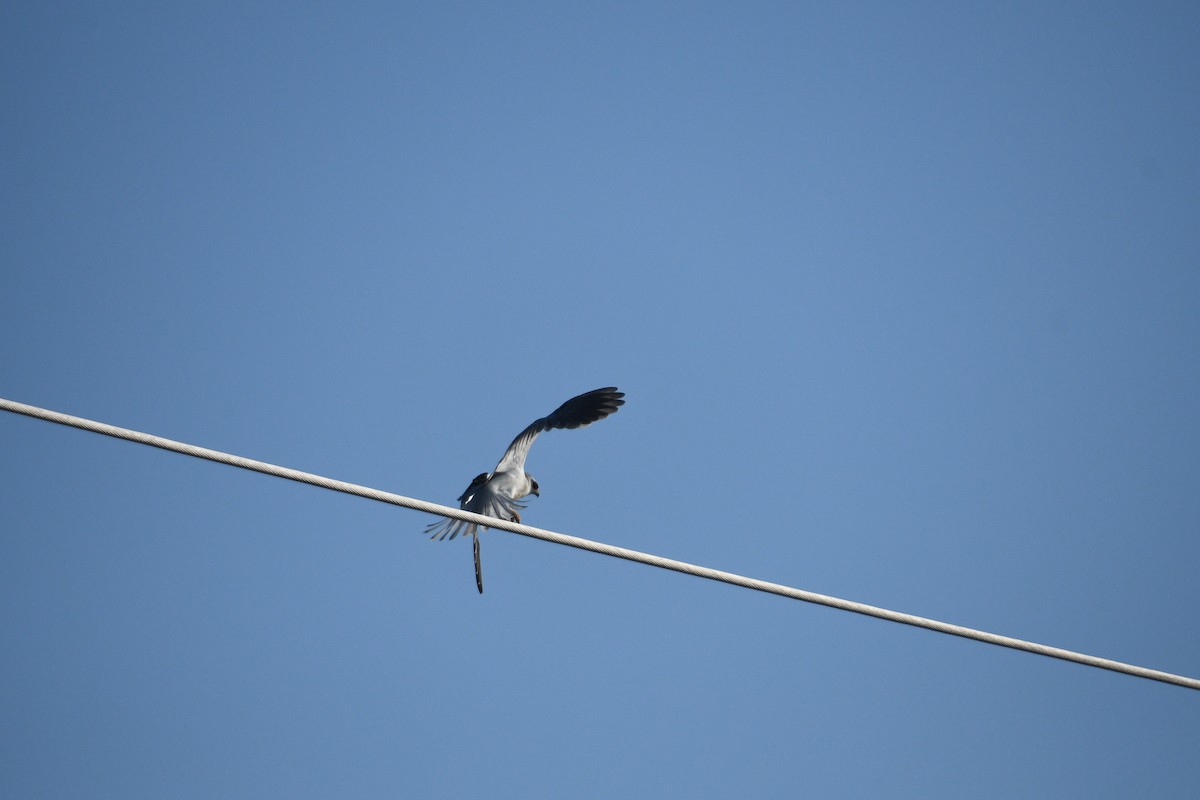 White-tailed Kite - Doug Fishman