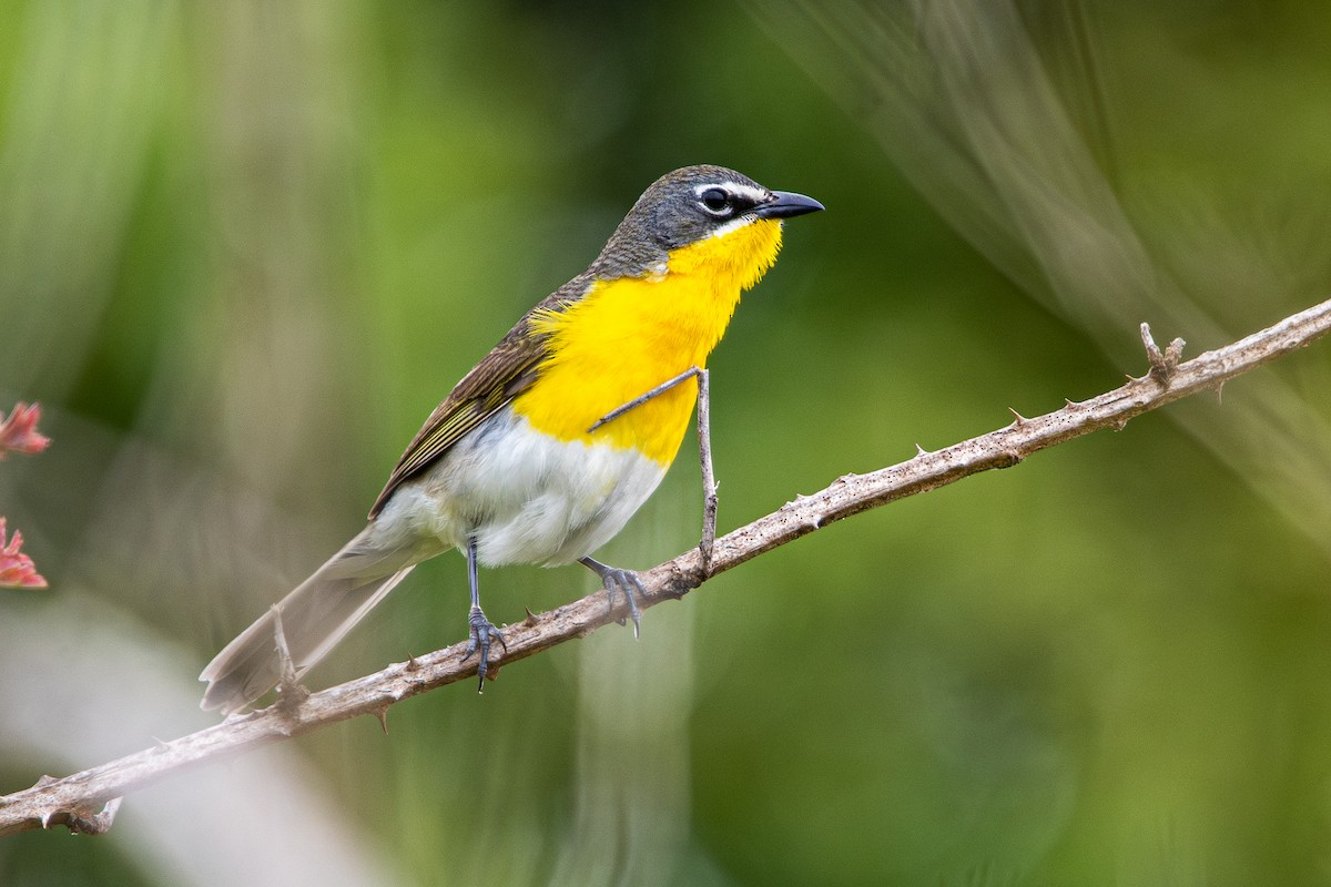 Yellow-breasted Chat - ML620712030