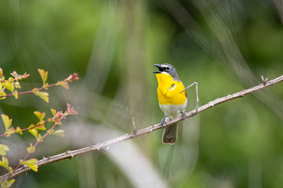 Yellow-breasted Chat - ML620712031