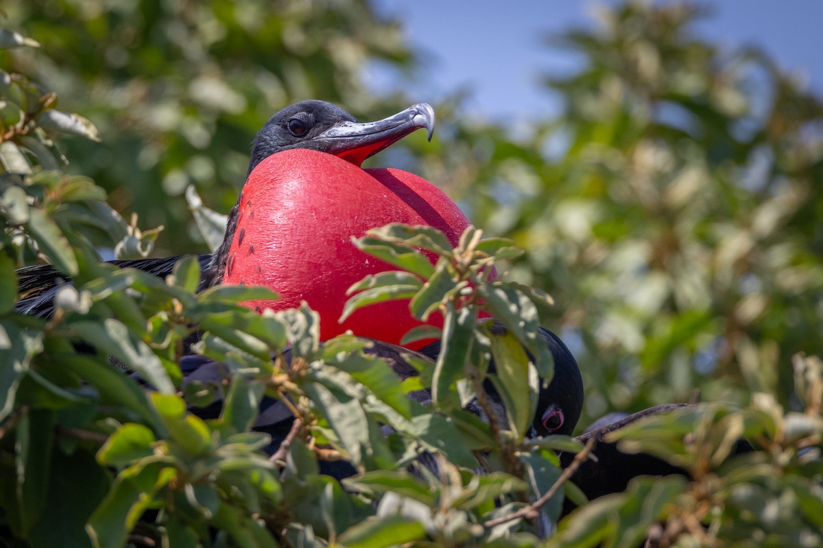 Great Frigatebird - ML620712037