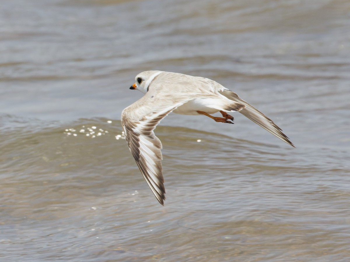 Piping Plover - ML620712046