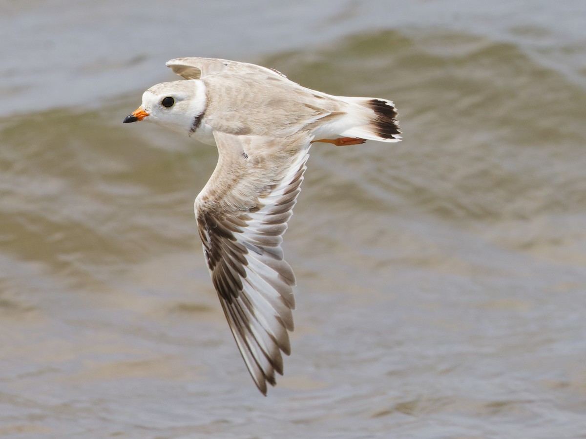 Piping Plover - ML620712048