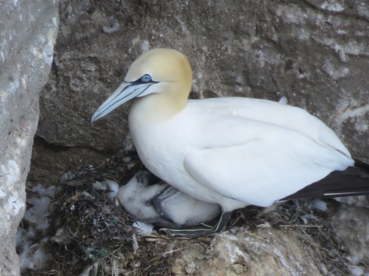 Northern Gannet - ML620712050