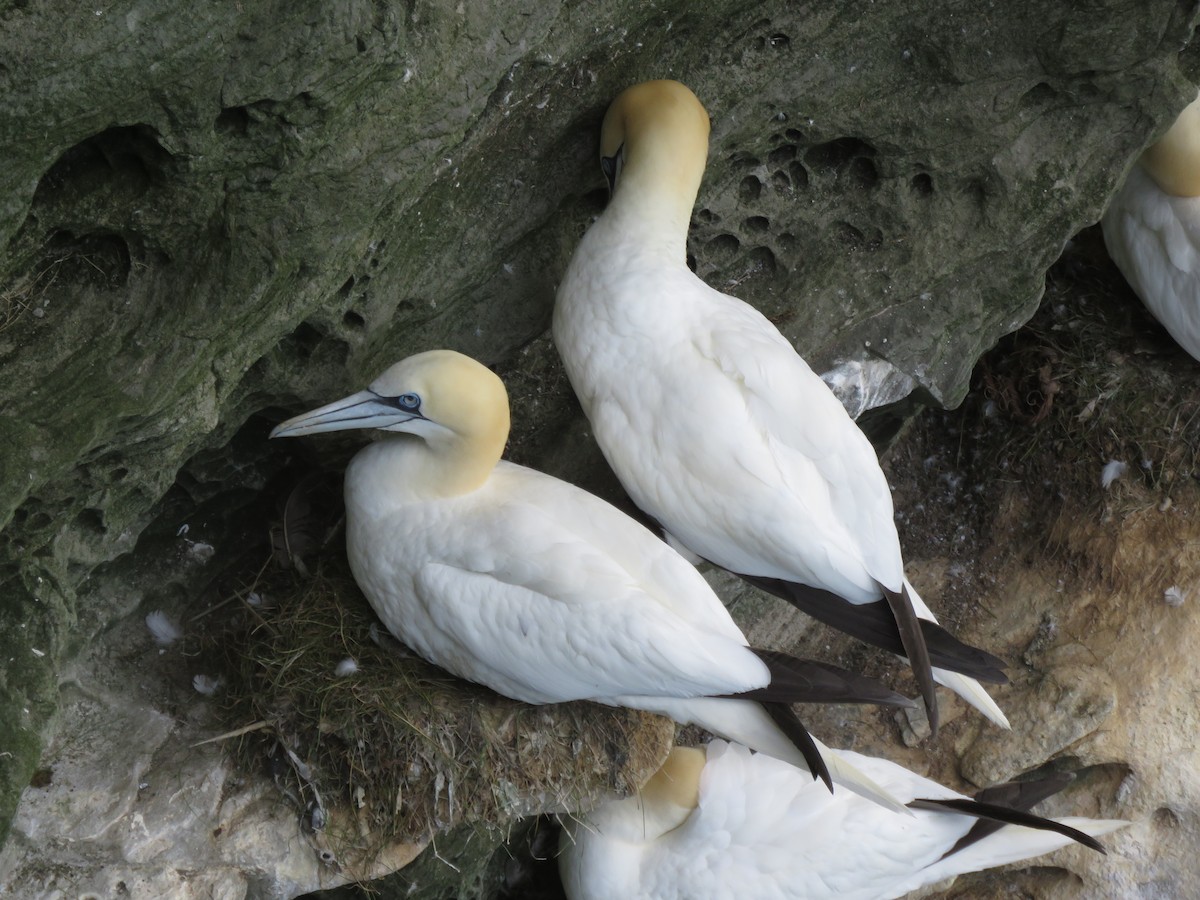 Northern Gannet - ML620712052