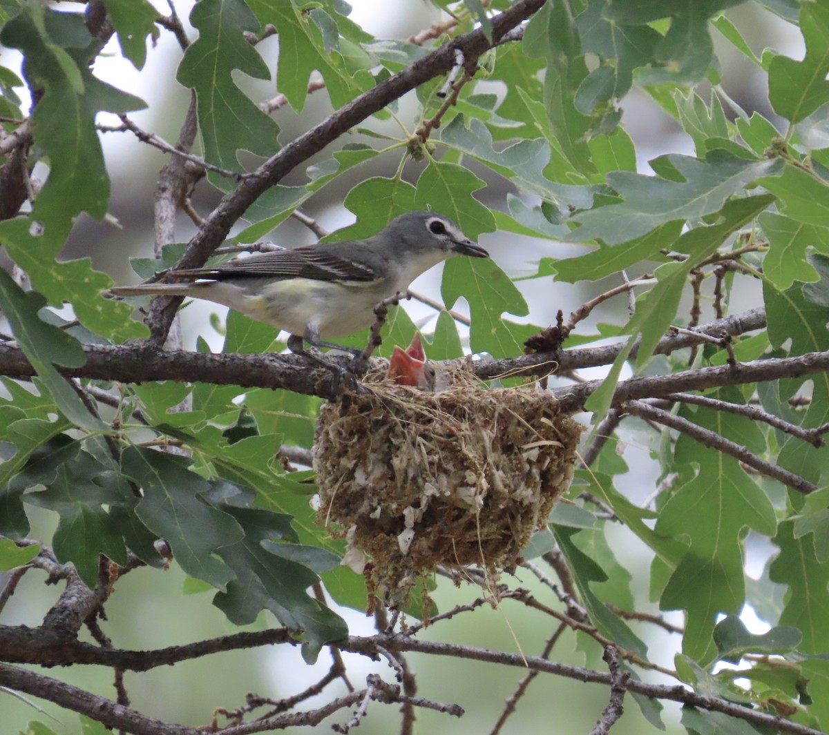 Plumbeous Vireo - ML620712056