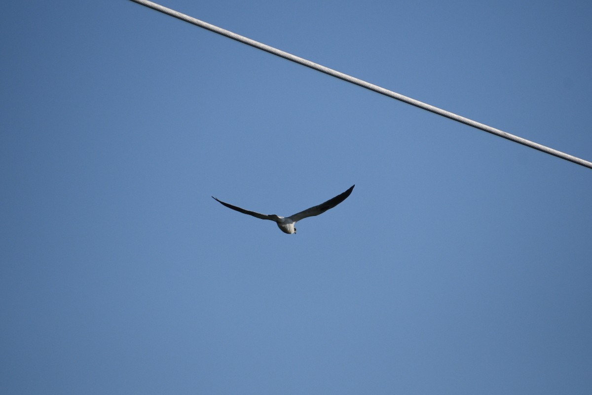 White-tailed Kite - ML620712059