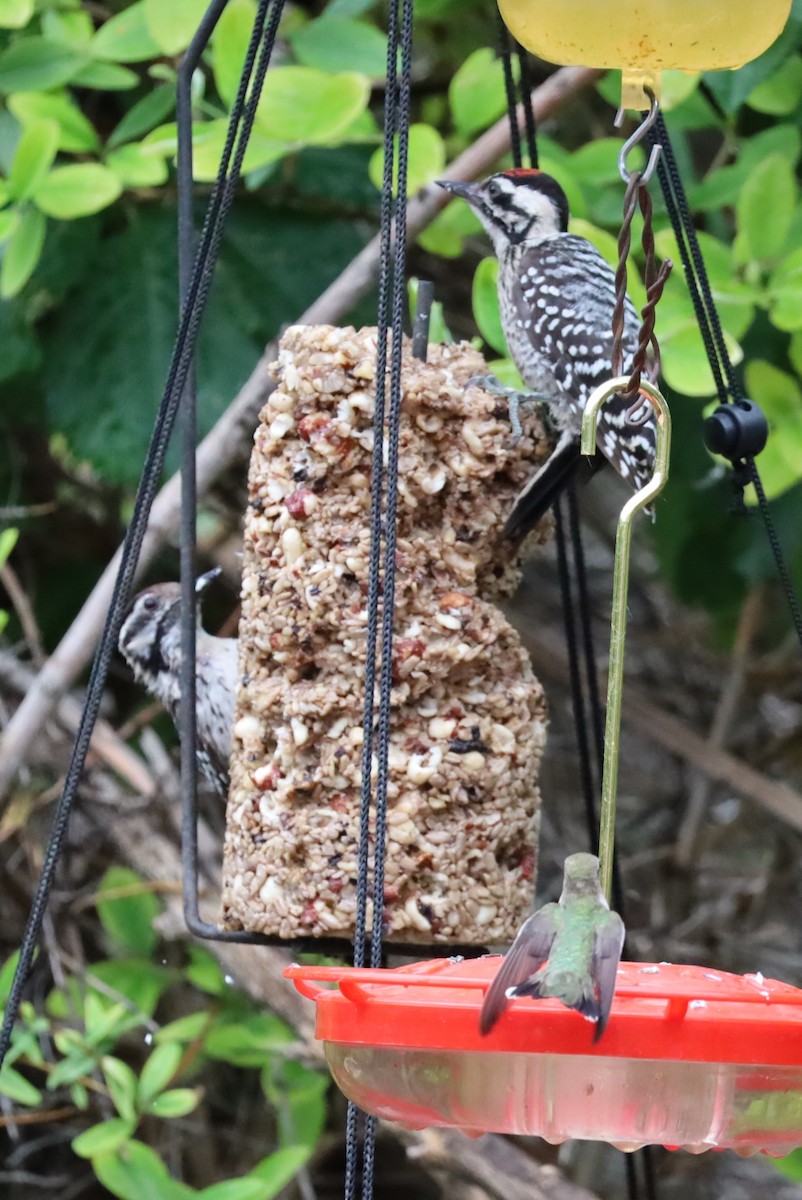 Ladder-backed Woodpecker - ML620712061