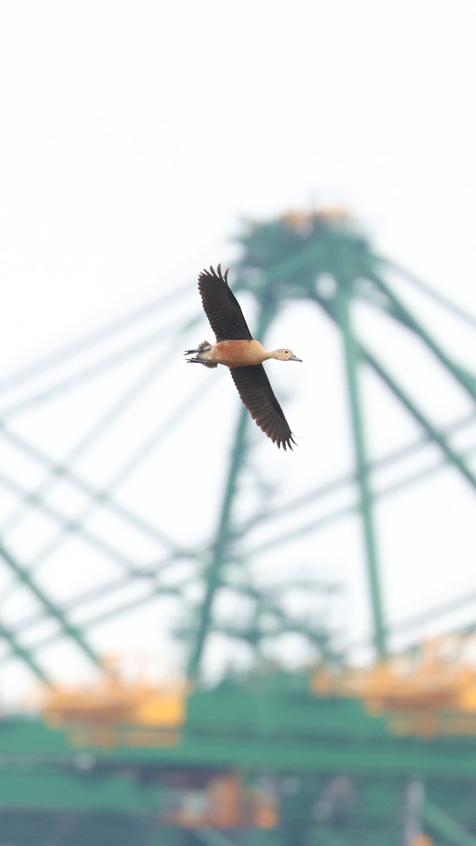 Lesser Whistling-Duck - ML620712062