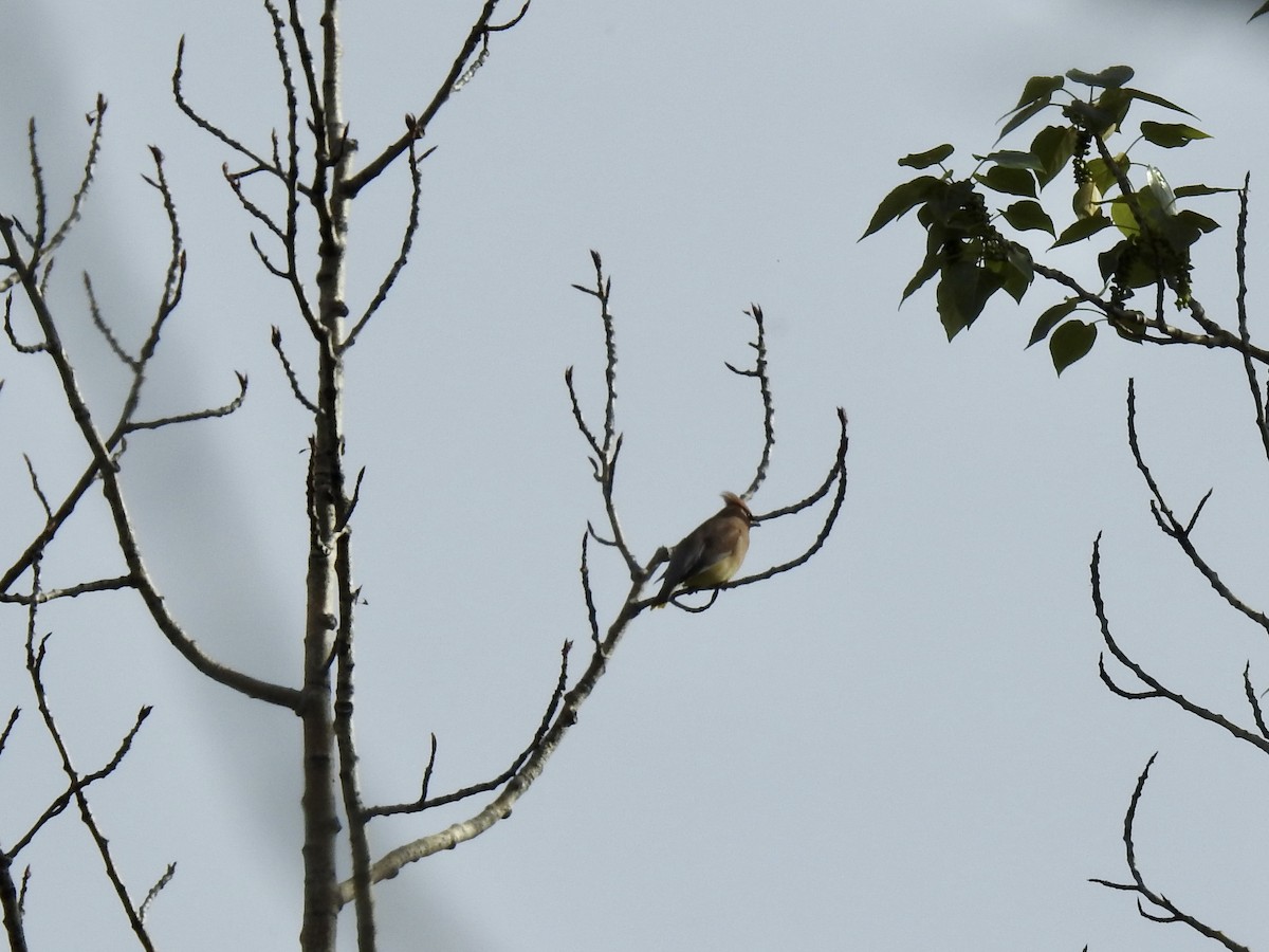 Cedar Waxwing - ML620712063