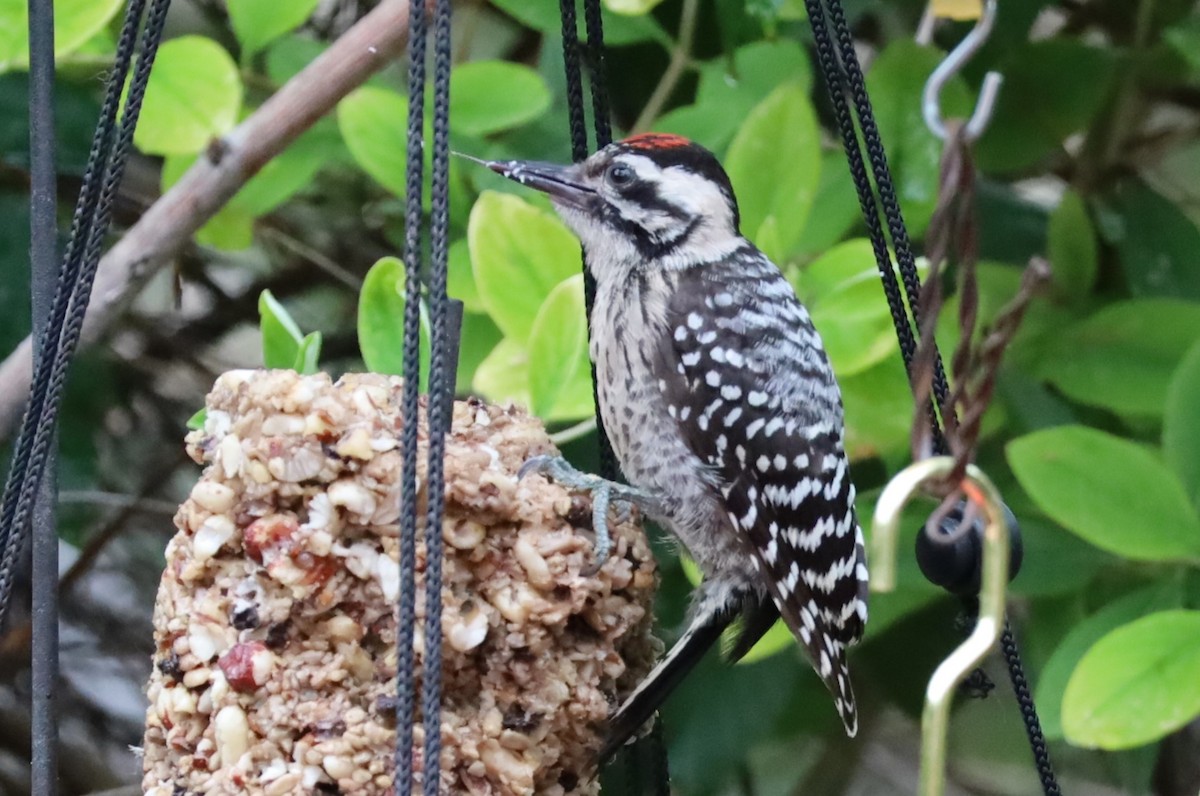 Ladder-backed Woodpecker - ML620712066