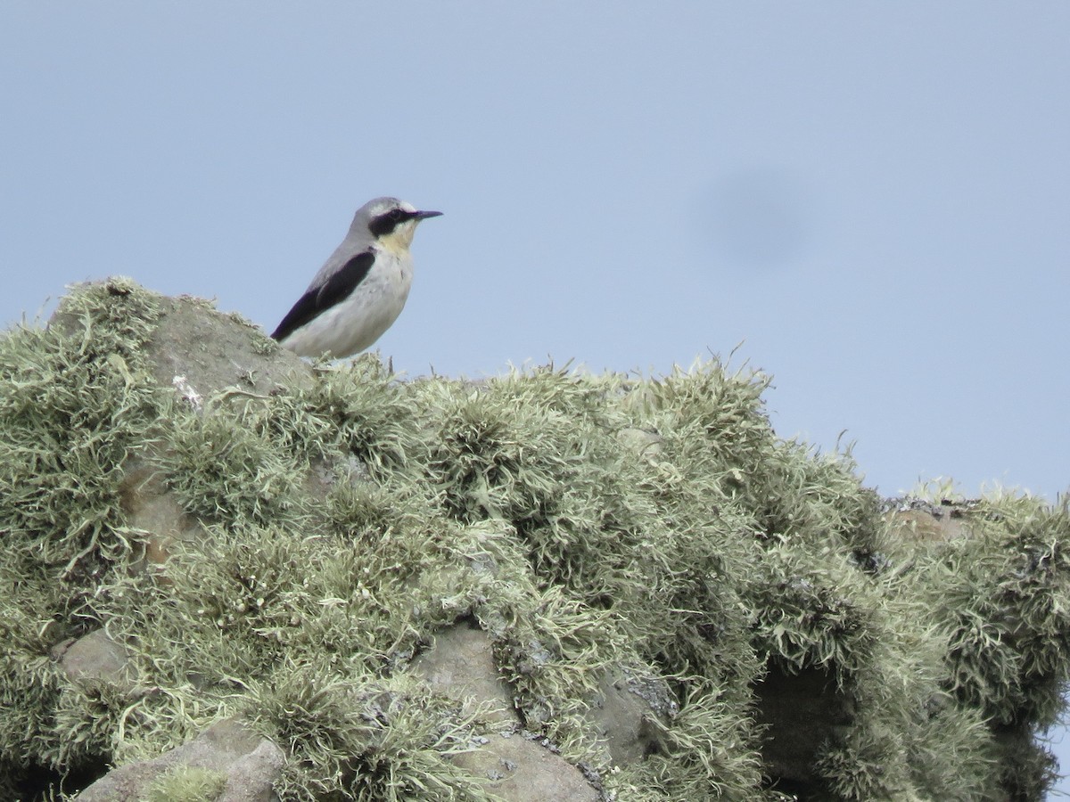 Northern Wheatear - ML620712067